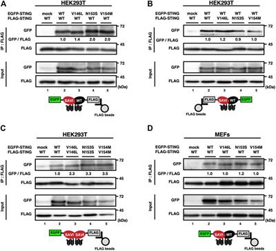 The activity of disease-causative STING variants can be suppressed by wild-type STING through heterocomplex formation